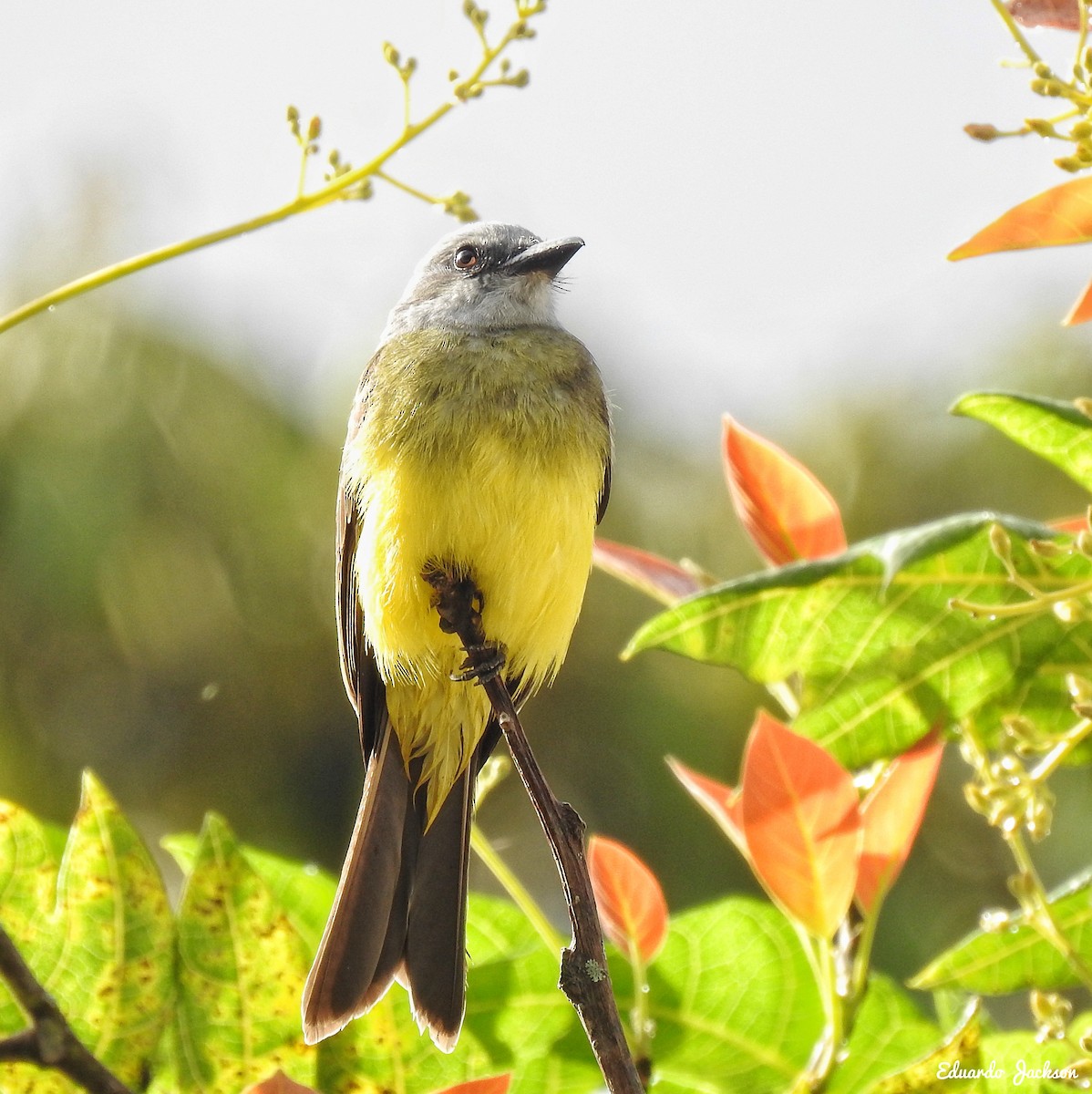 Tropical Kingbird - Eduardo  Jackson