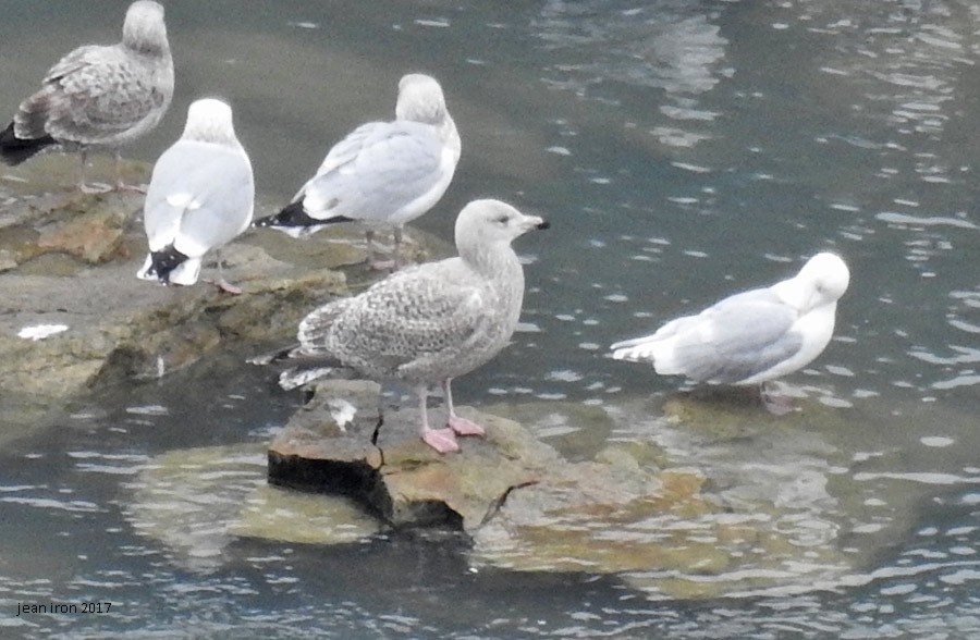 Great Black-backed x Glaucous Gull (hybrid) - Jean Iron