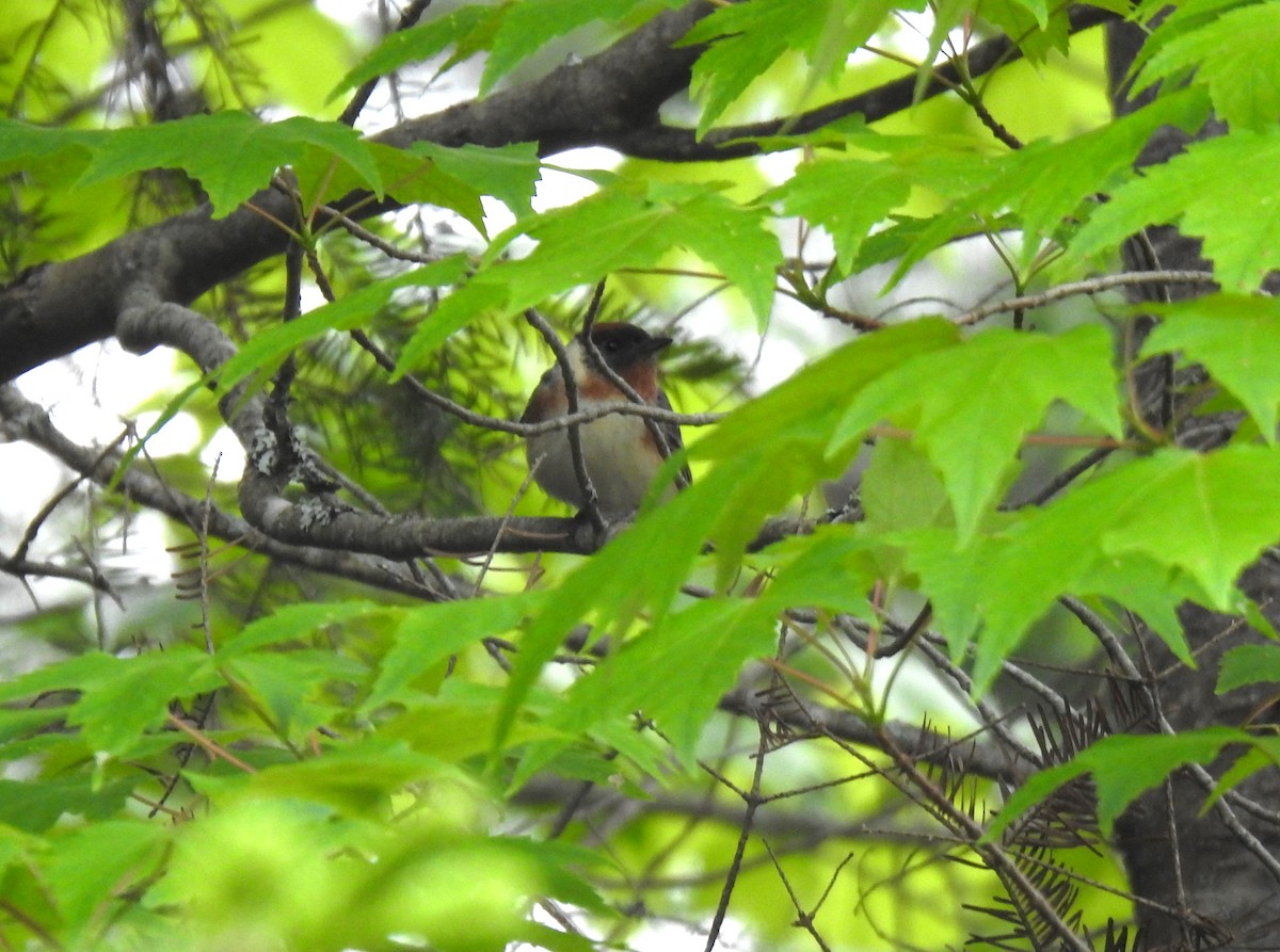 Bay-breasted Warbler - Glenn Hodgkins