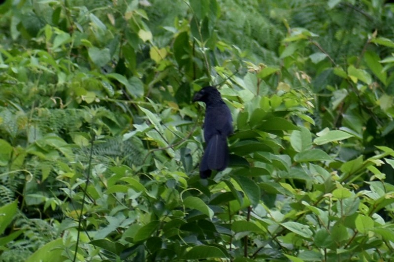 Groove-billed Ani - ML456876571