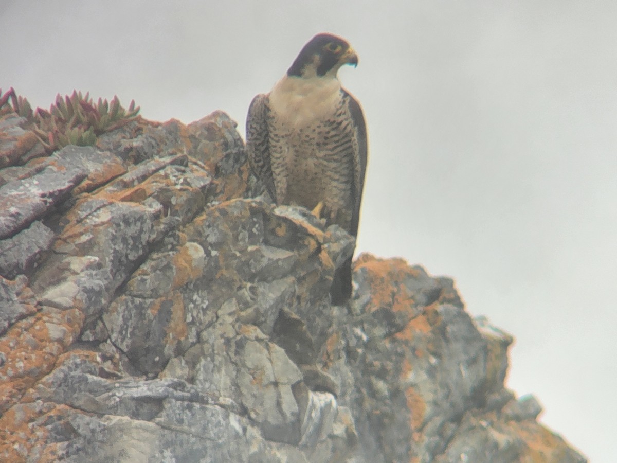 Peregrine Falcon - ML456876631