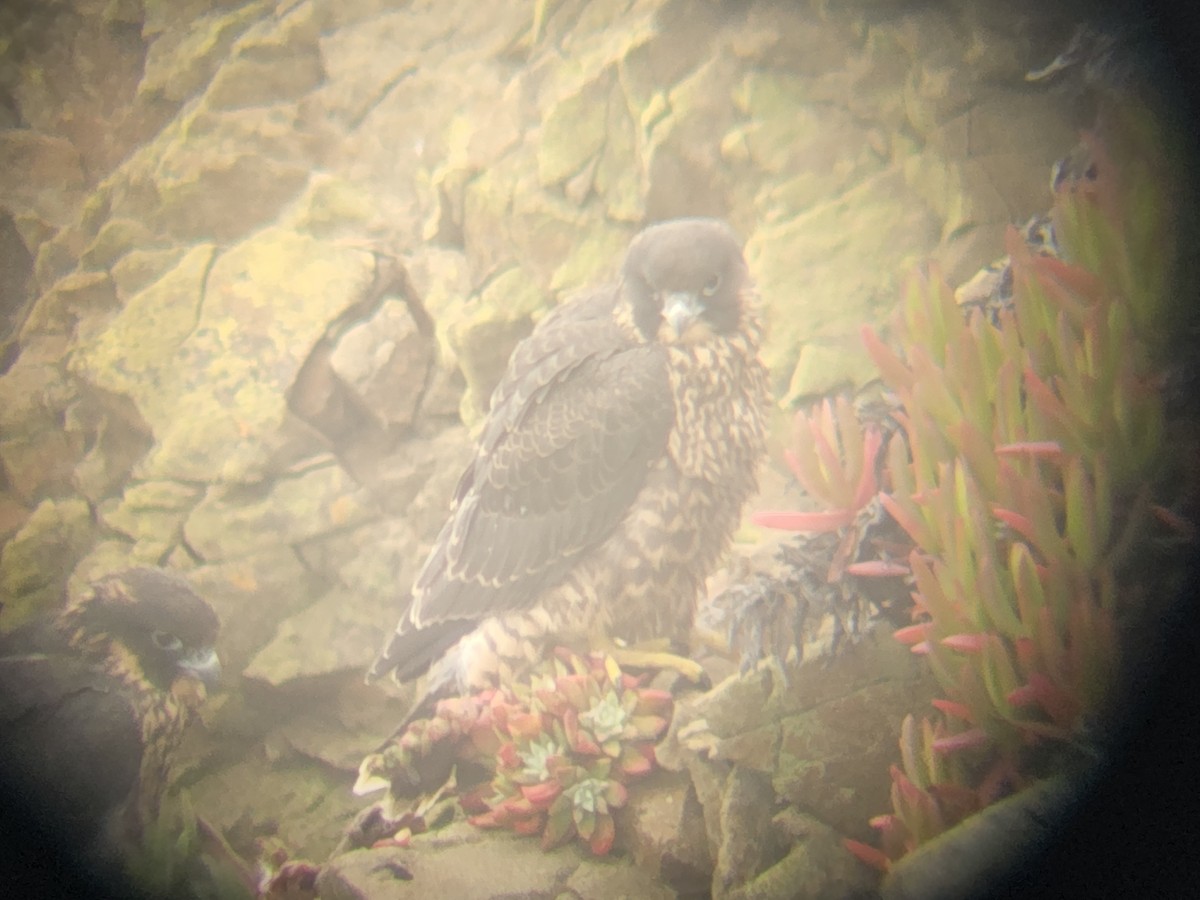 Peregrine Falcon - ML456876641