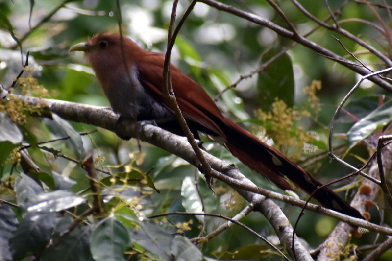 Squirrel Cuckoo - ML456876821