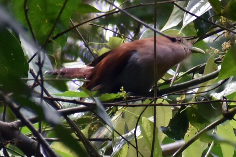 Squirrel Cuckoo - ML456877311