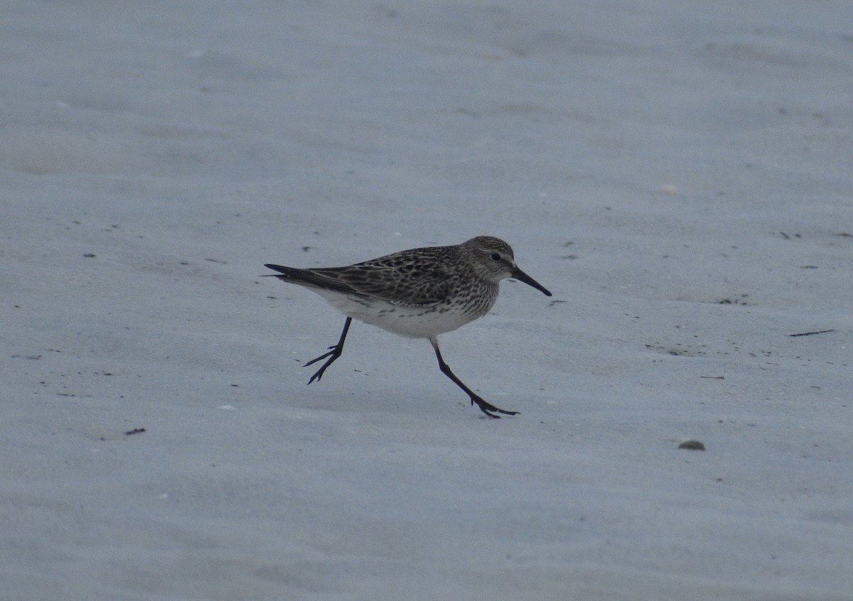 White-rumped Sandpiper - Alena Capek