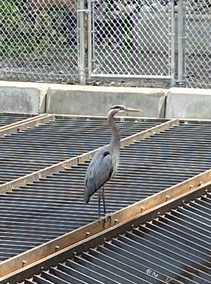 Great Blue Heron (Great Blue) - ML456877401