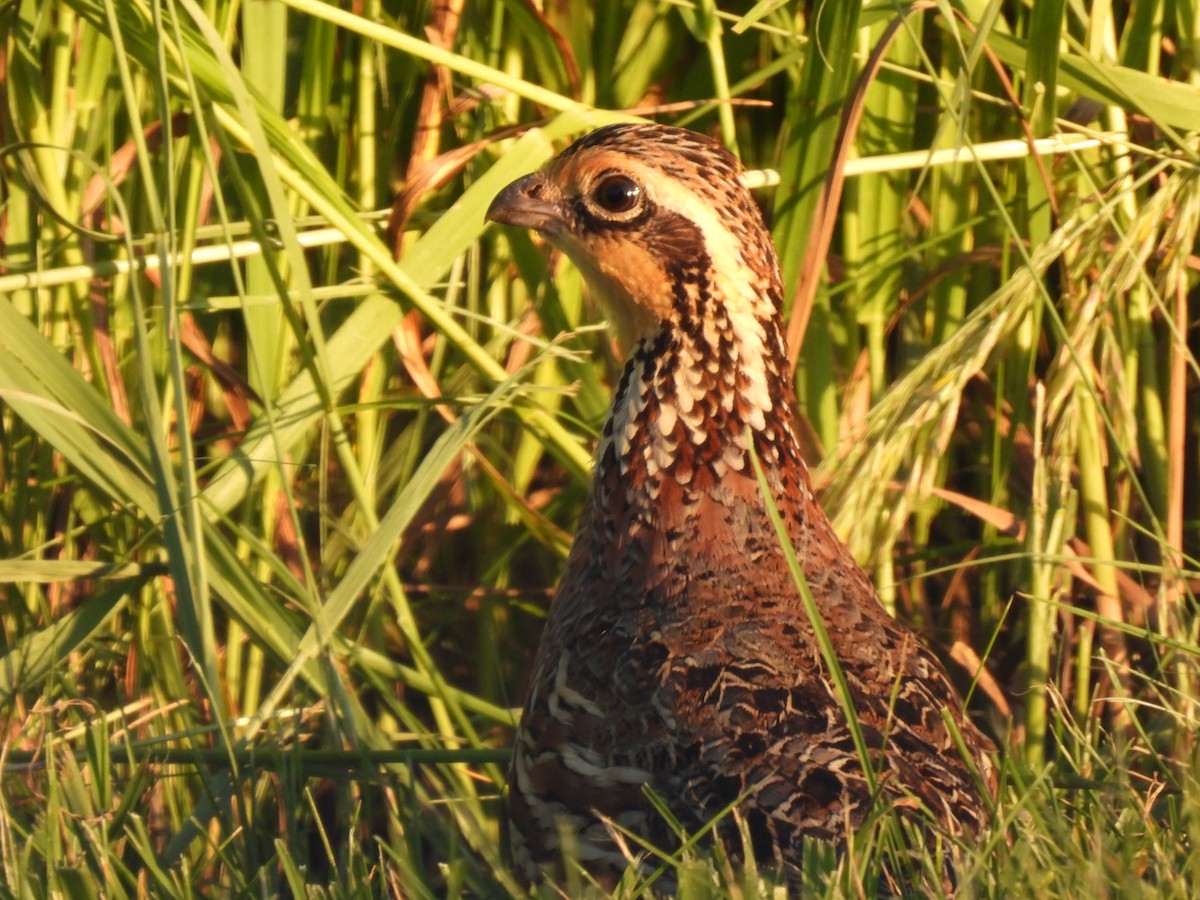 Northern Bobwhite - ML456878621