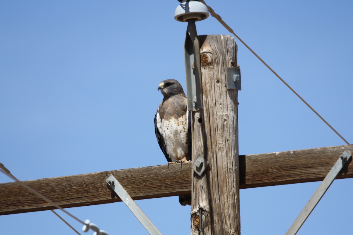 Swainson's Hawk - ML456881511