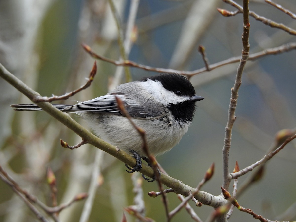 Black-capped Chickadee - ML456882991