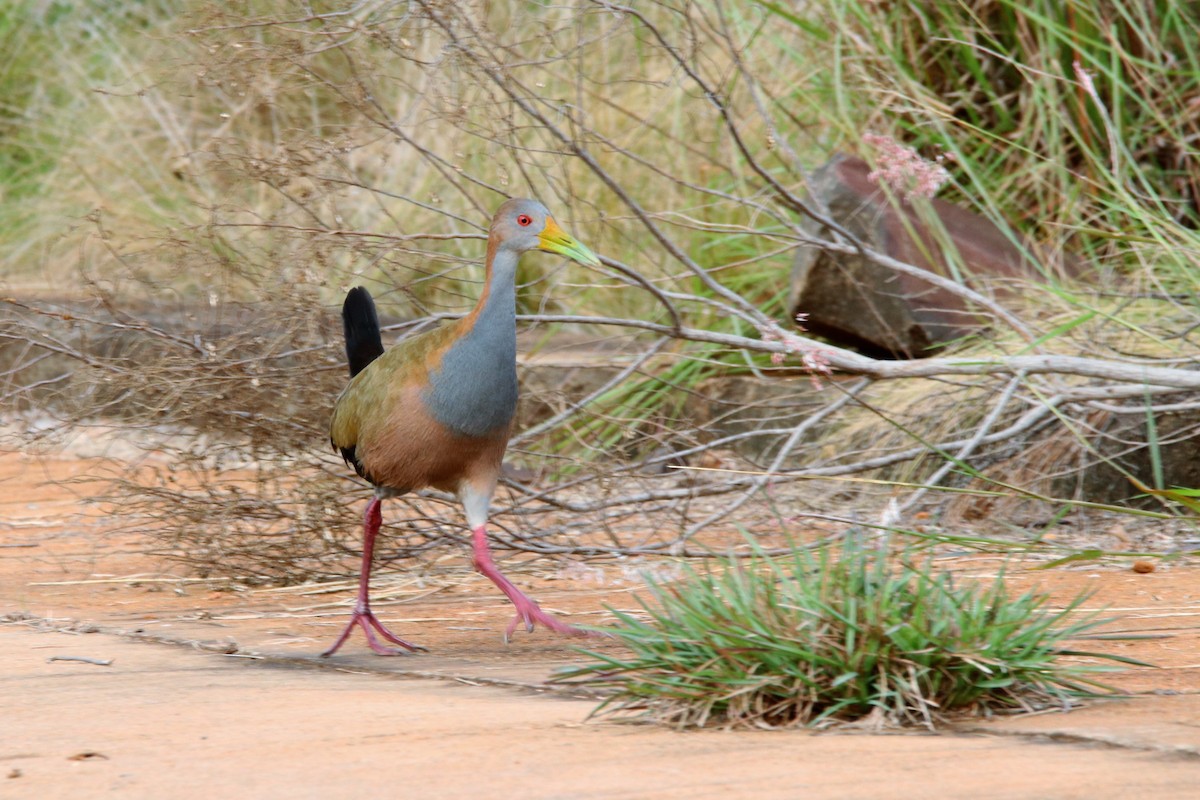 Giant Wood-Rail - ML456883181