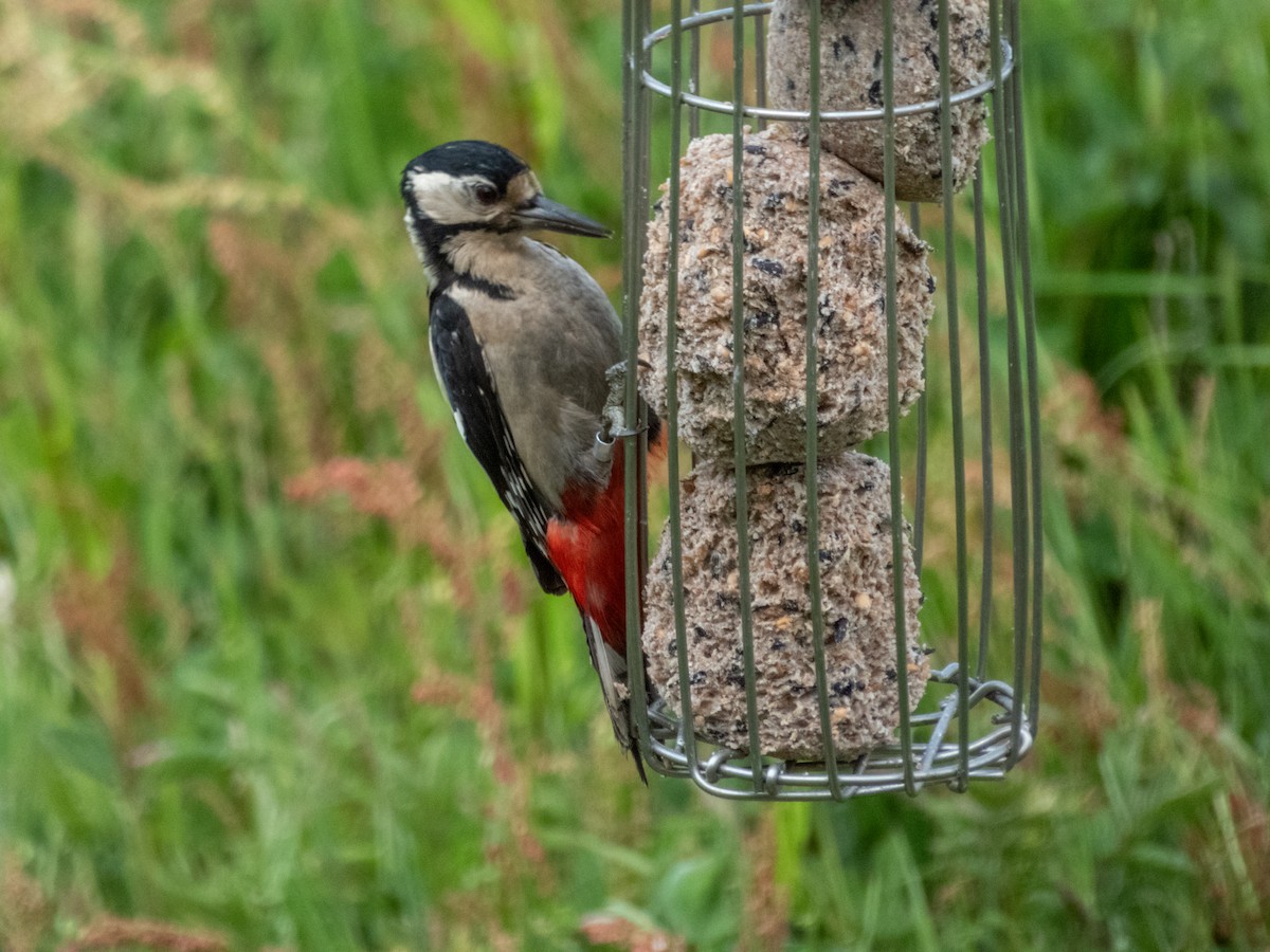 Great Spotted Woodpecker - ML456883251