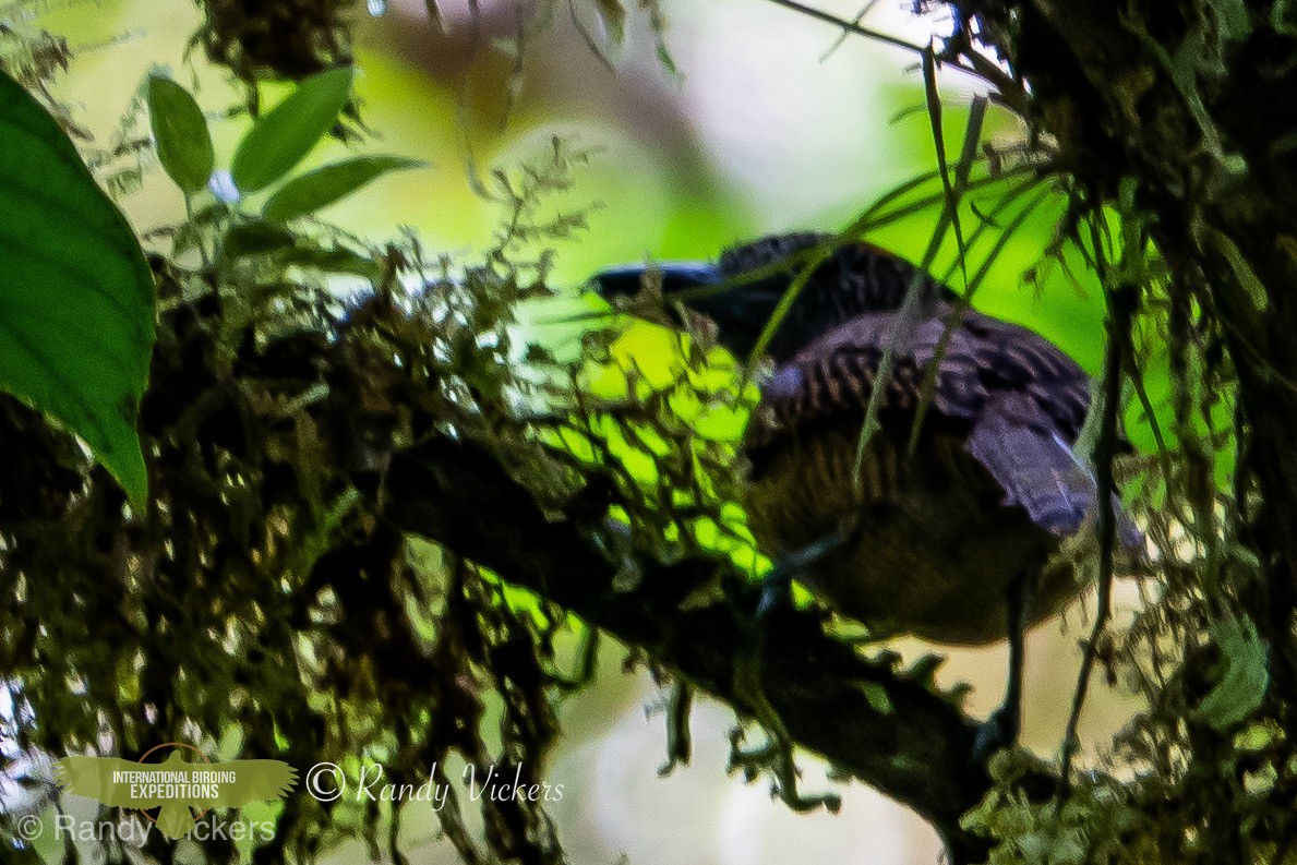 Fulvous Antshrike - Randy Vickers