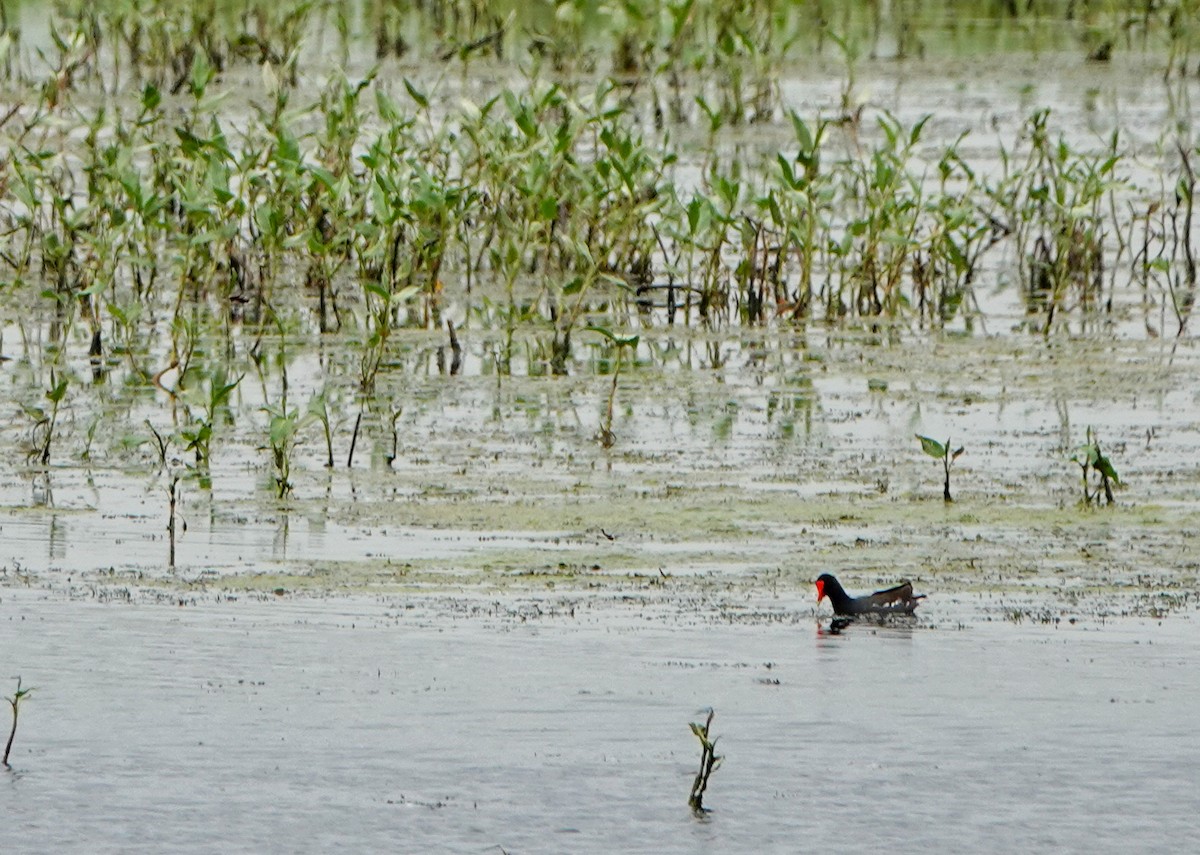 Common Gallinule - Megan Heneke