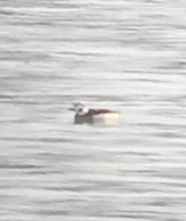 Long-tailed Duck - ML45688381