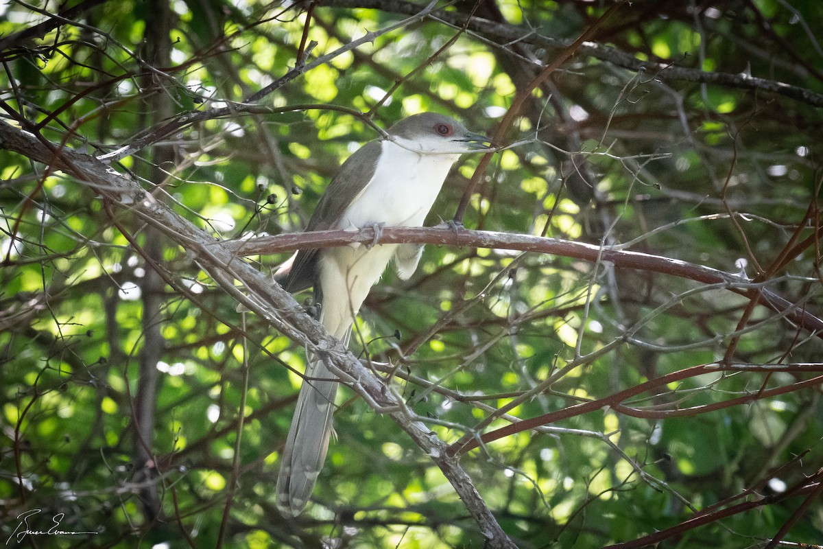 Black-billed Cuckoo - ML456886101