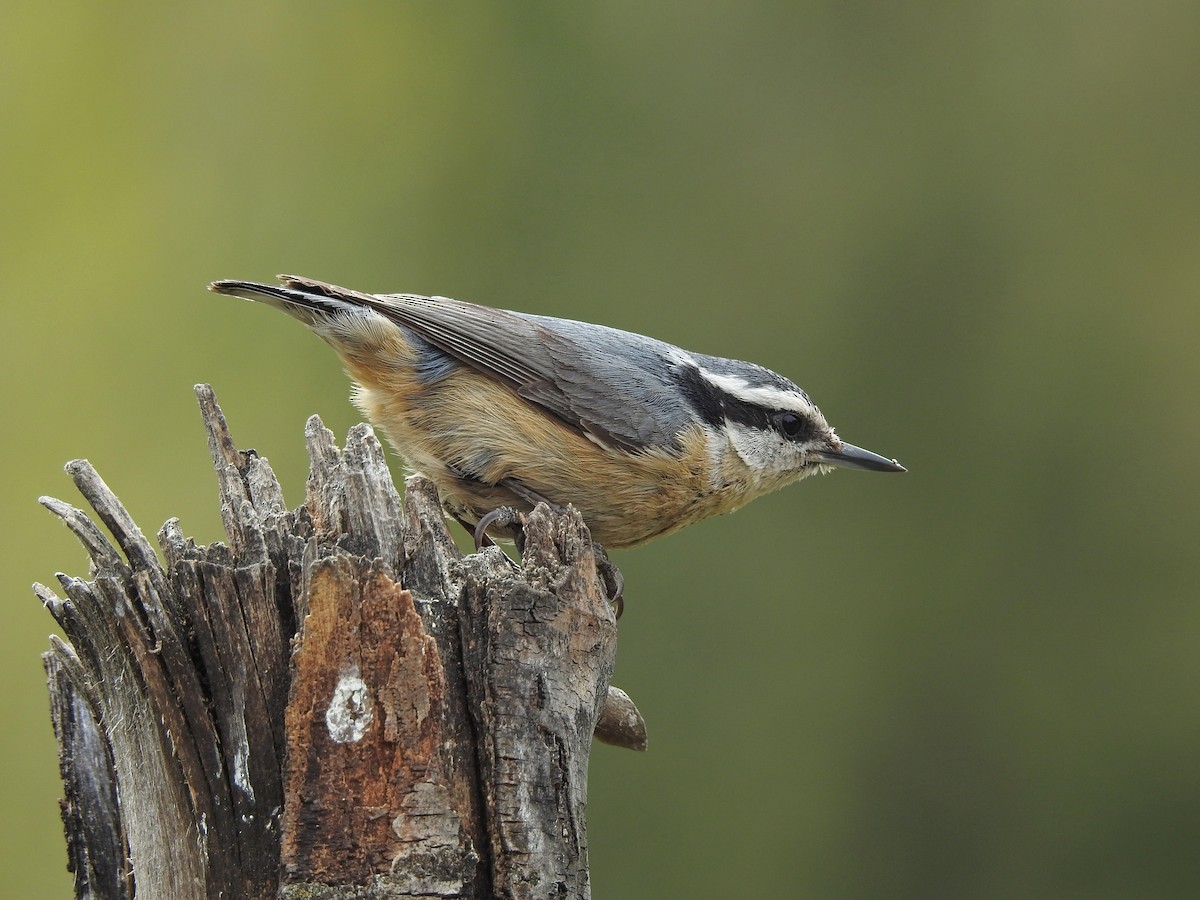 Red-breasted Nuthatch - ML456889551