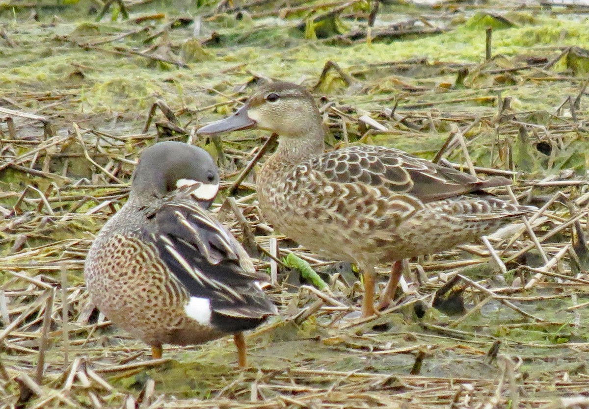 blåvingeand - ML456890751