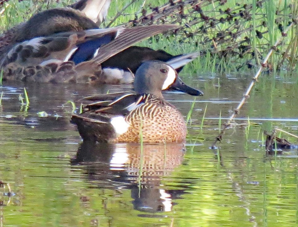 Blue-winged Teal - ML456891101