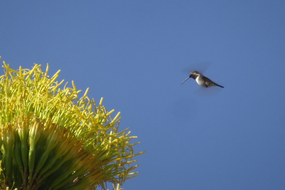 Lucifer Hummingbird - ML456891791