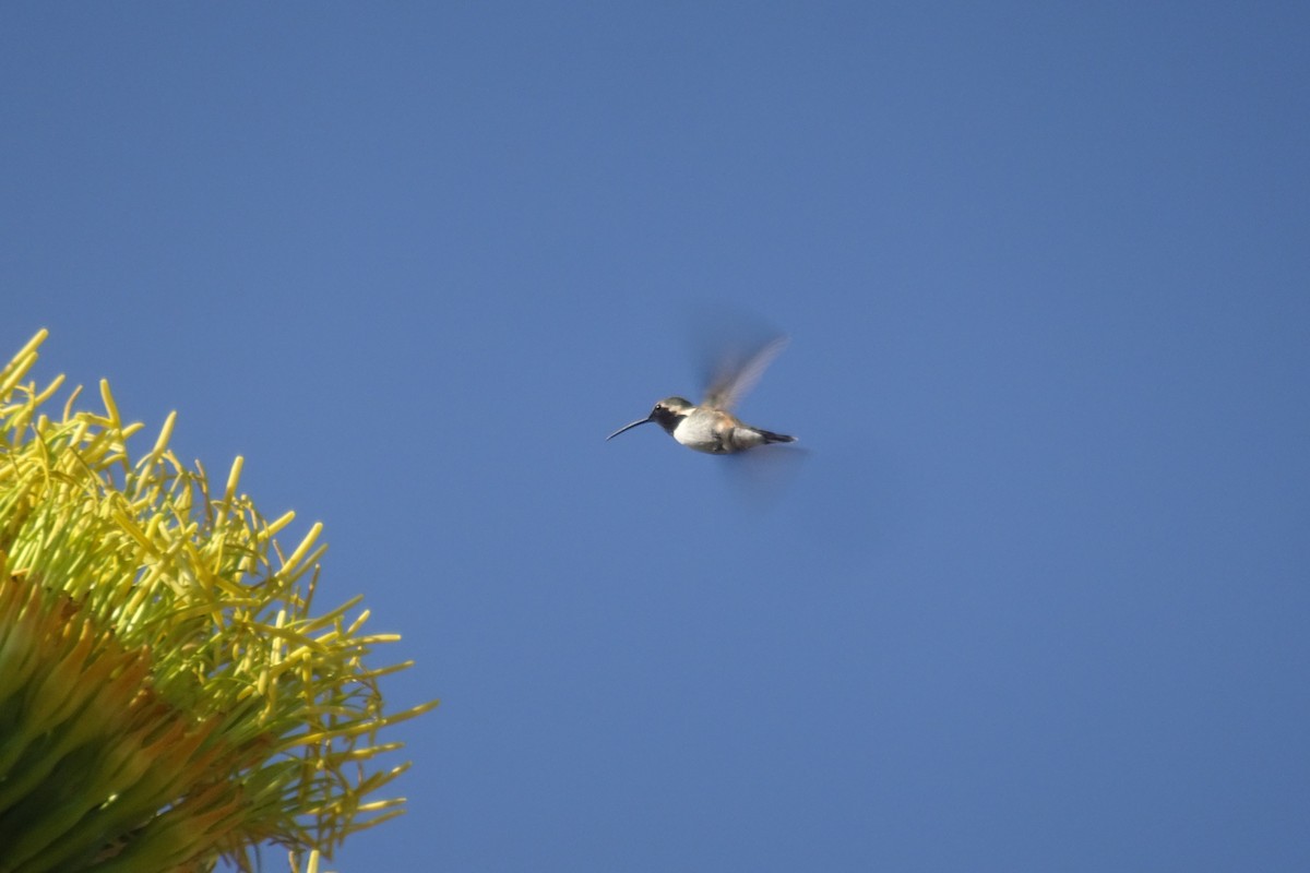 Lucifer Hummingbird - ML456891831