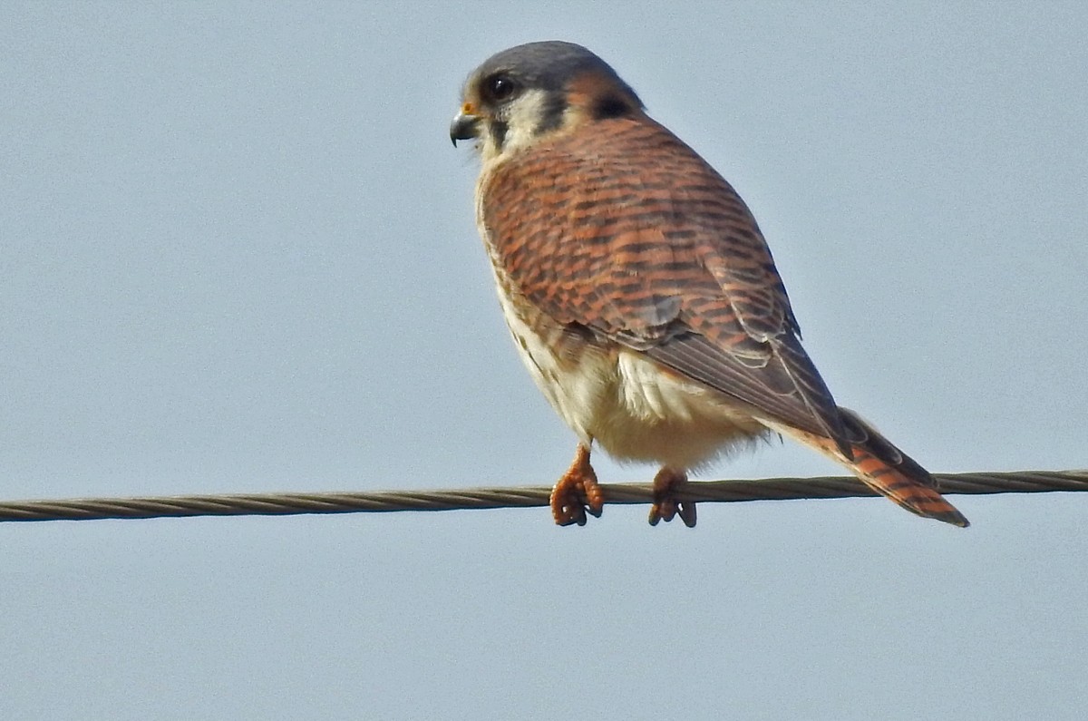 American Kestrel - ML456893931