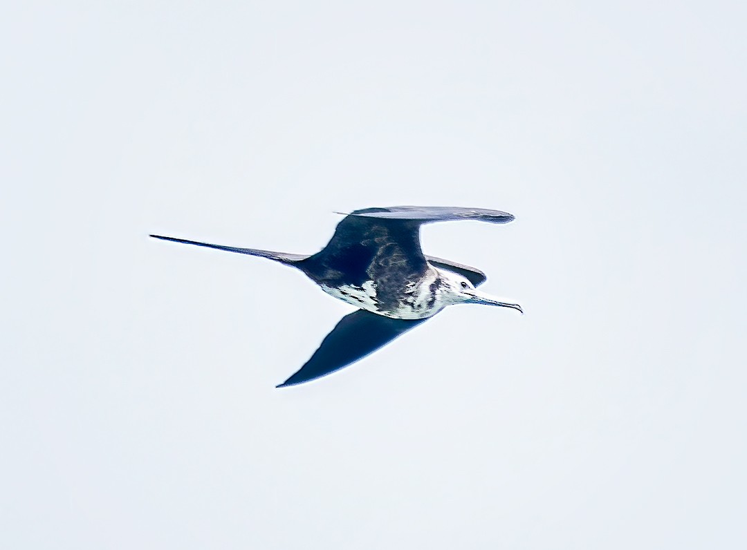 Magnificent Frigatebird - ML456896121