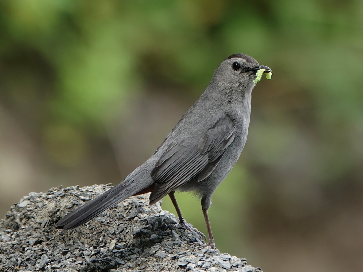 Gray Catbird - Troy Gorodess