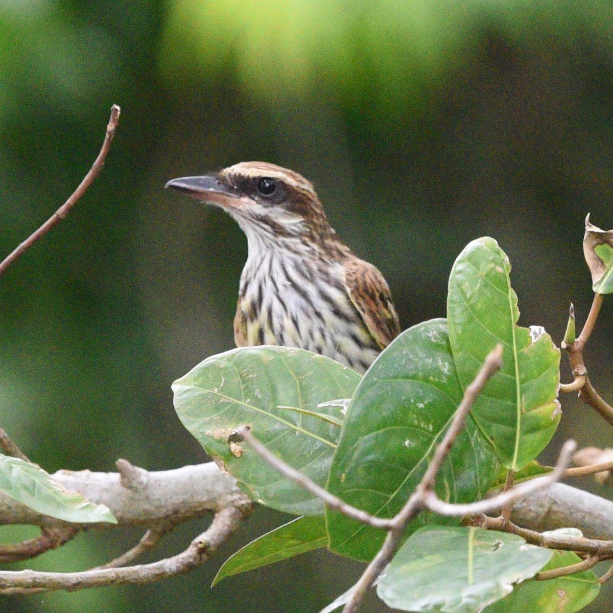 Streaked Flycatcher - ML456897171