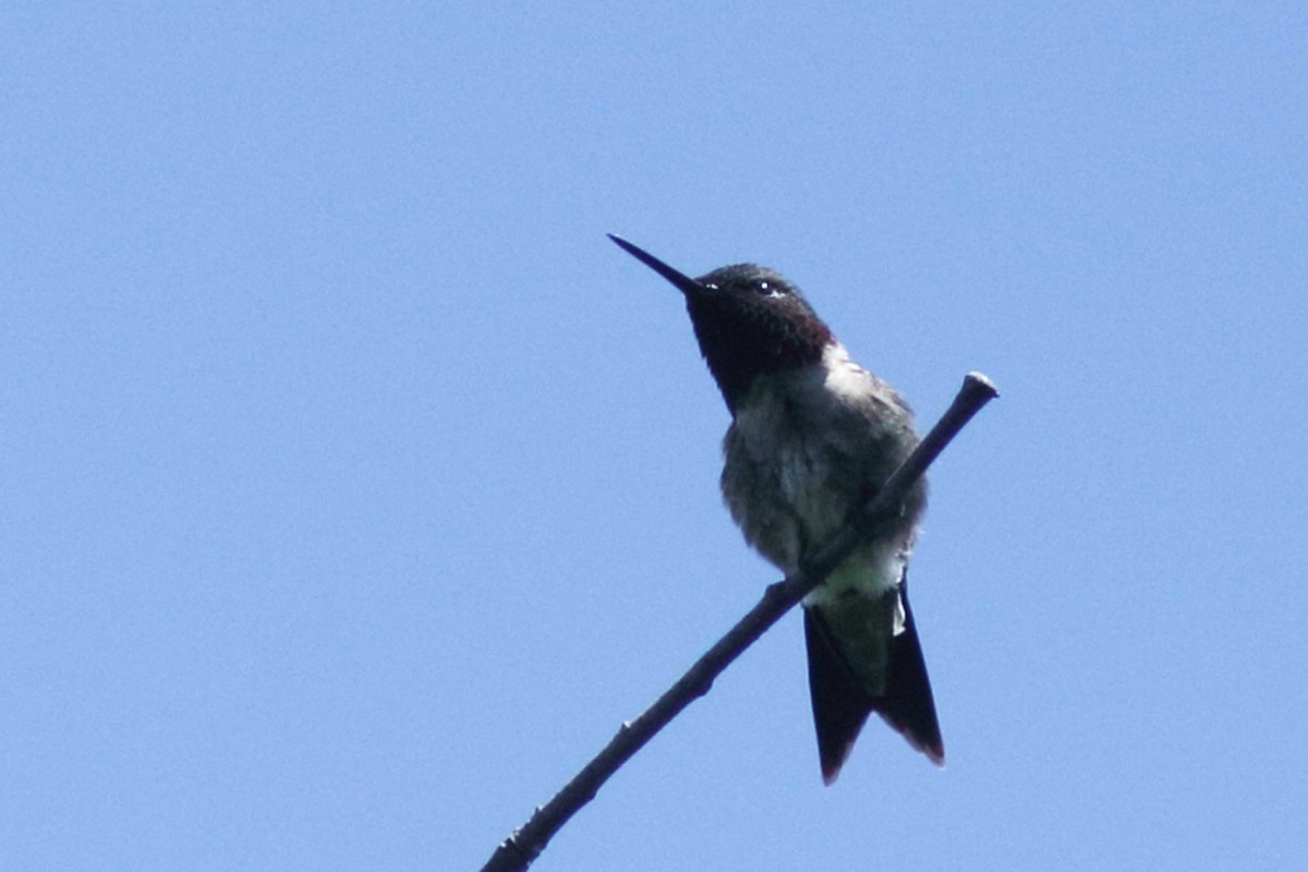 Ruby-throated Hummingbird - Alain Quenneville