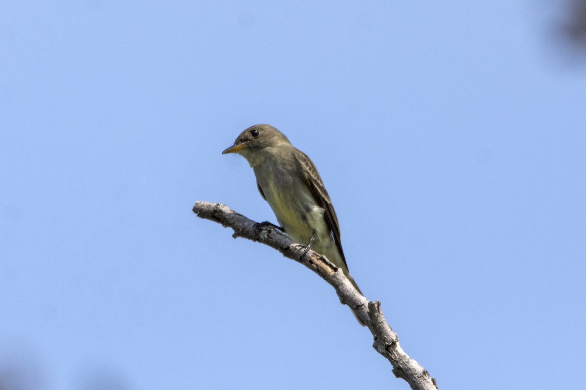 Eastern Wood-Pewee - ML456902131