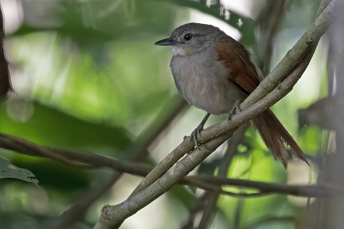 Plain-crowned Spinetail - Leonildo Piovesan