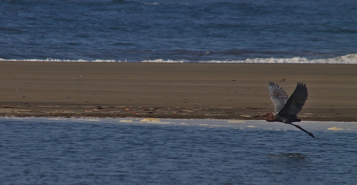 Reddish Egret - ML456902581