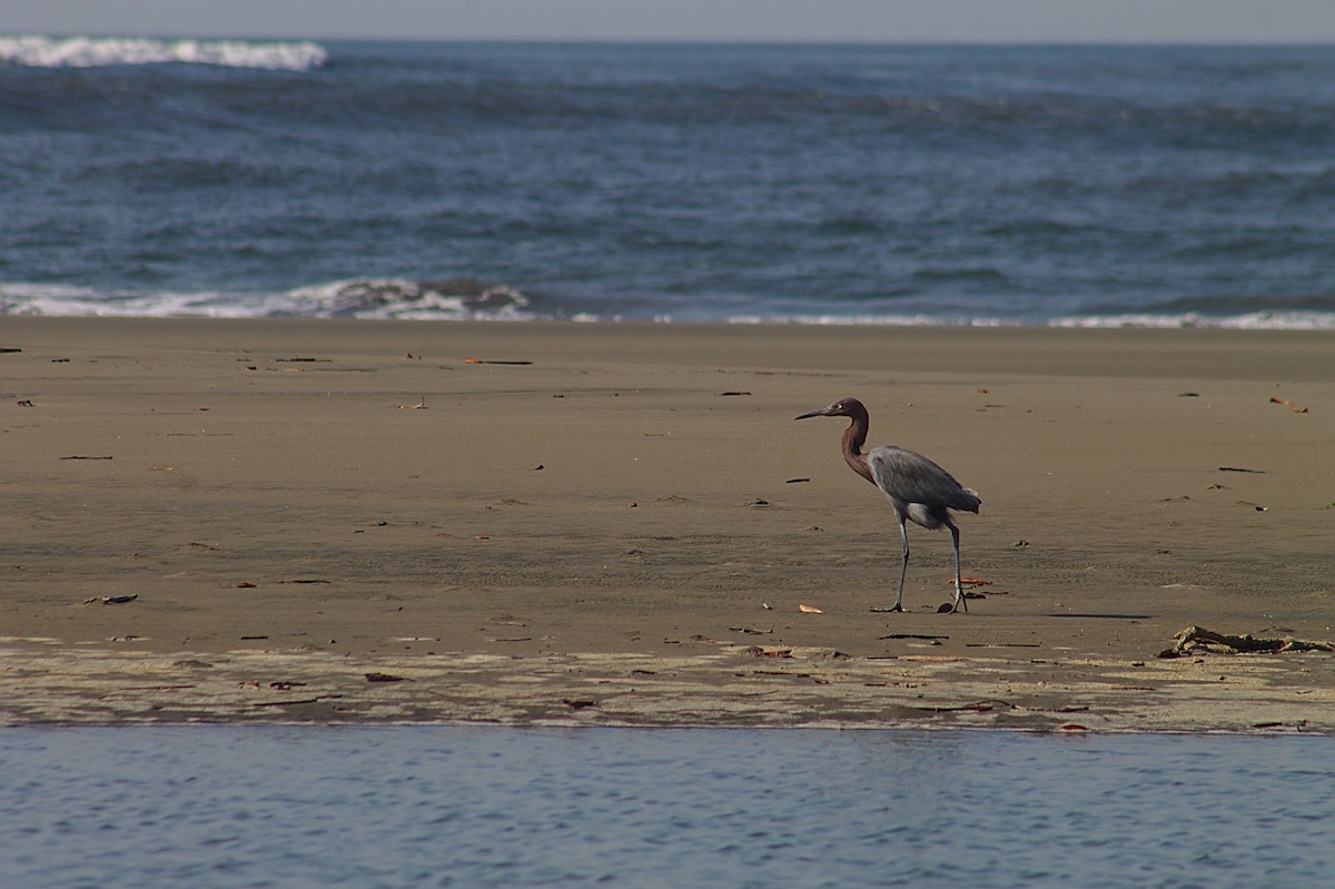 Reddish Egret - Gerardo Calderon