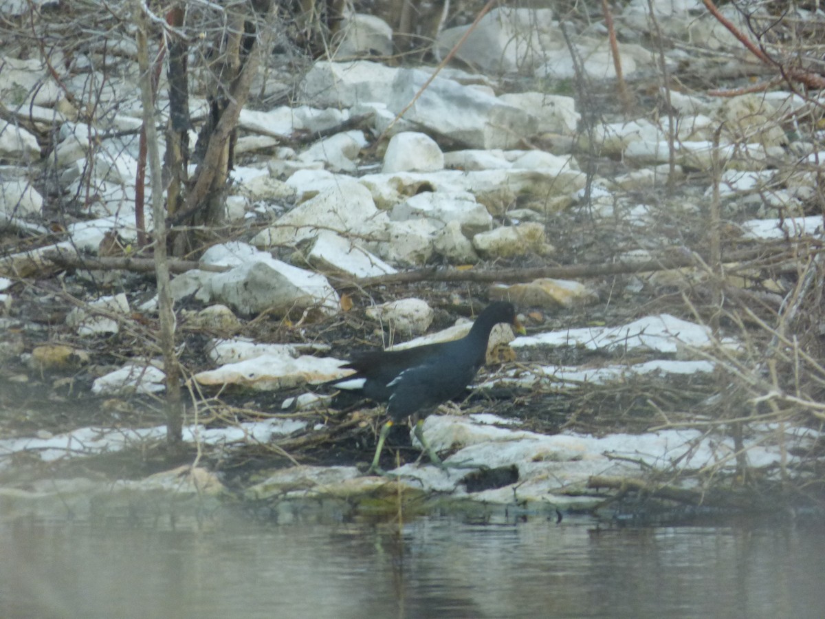 Common Gallinule - ML45690301