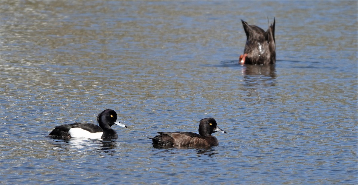 Tufted Duck - ML456903211