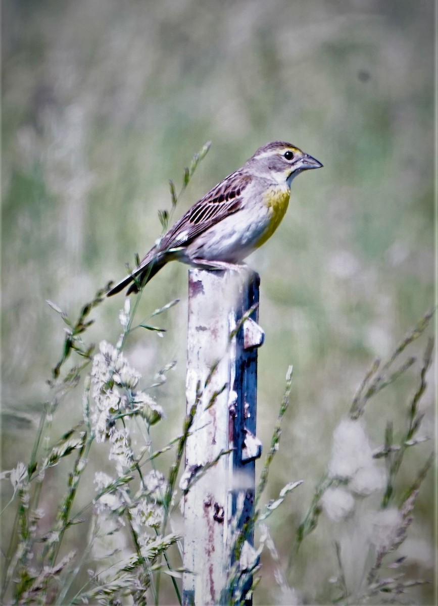 Dickcissel d'Amérique - ML456903811