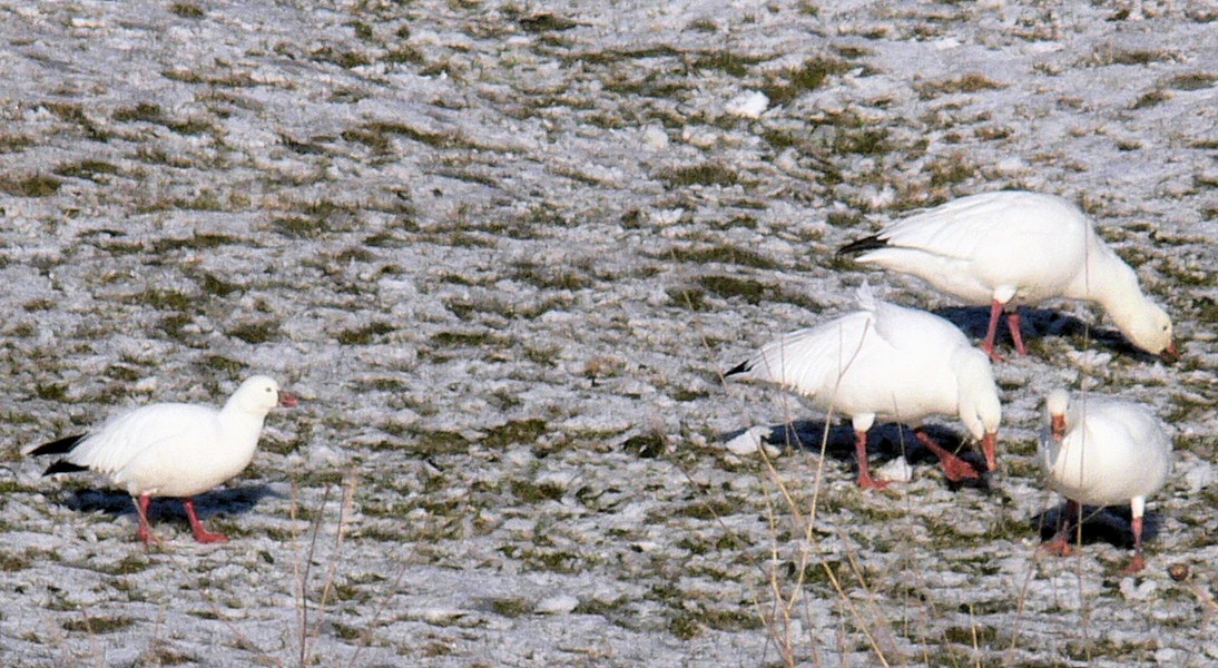 Ross's Goose - ML45690431