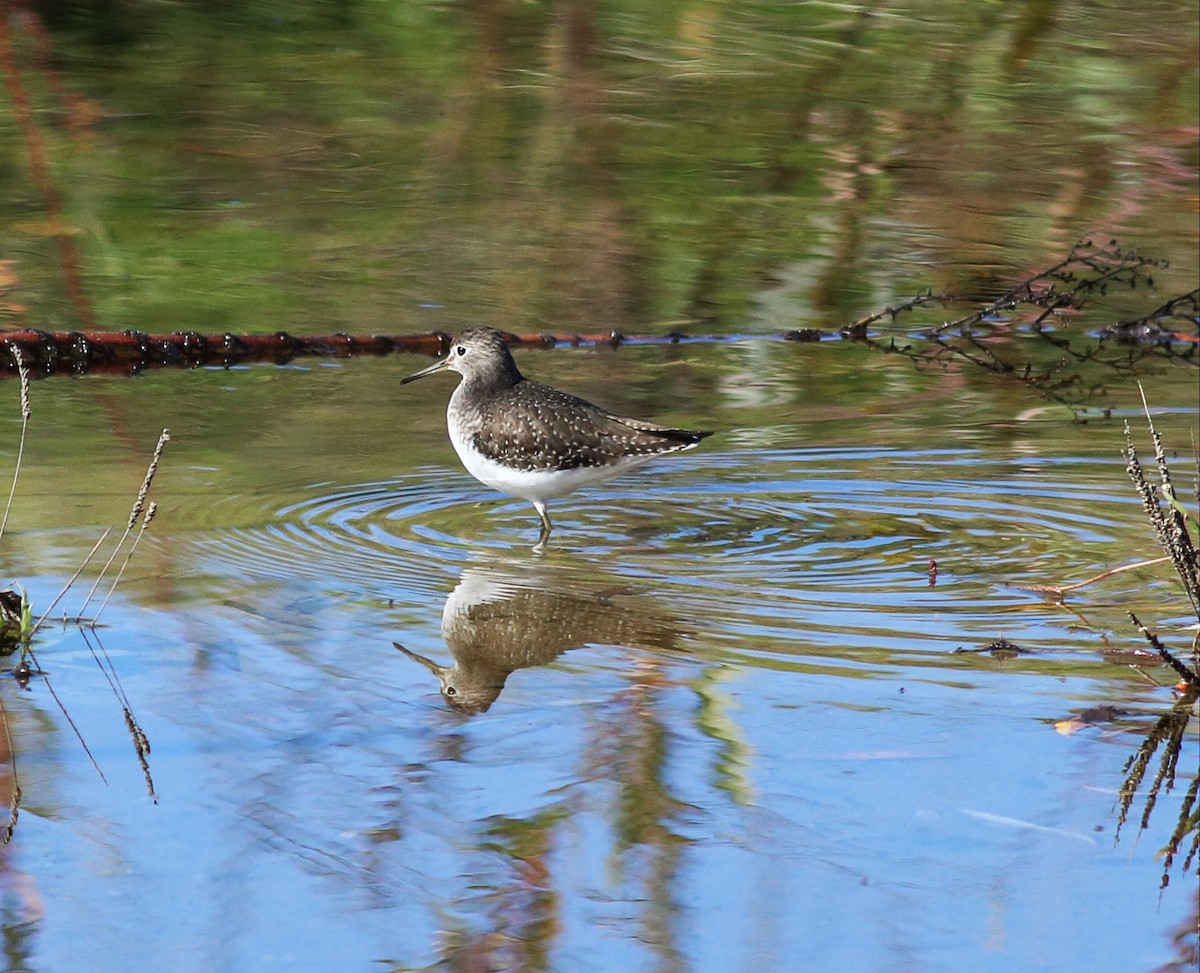 Solitary Sandpiper - ML45690691