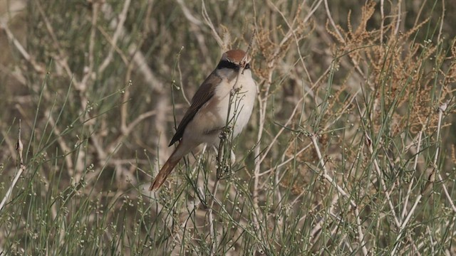 Red-tailed Shrike - ML456907301