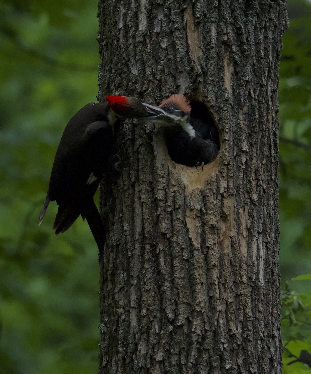 Pileated Woodpecker - David Robinson