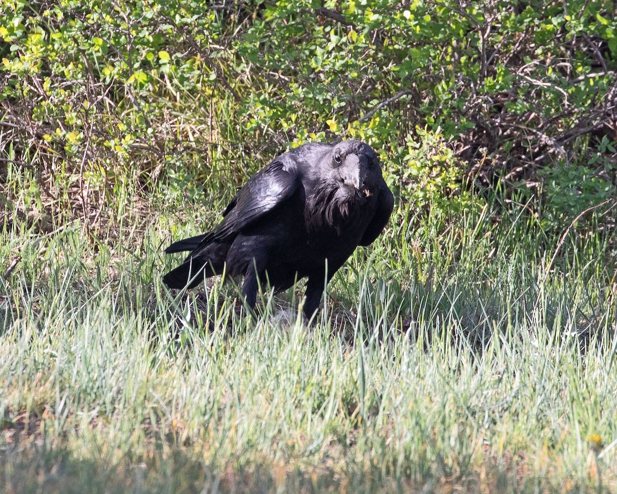 Common Raven - Daniel Harris