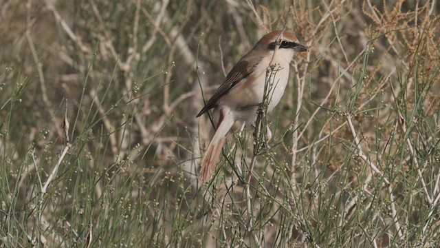 rødhalevarsler - ML456907871