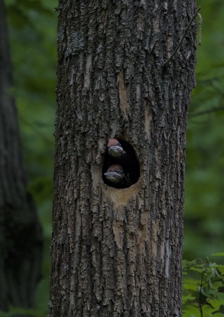 Pileated Woodpecker - David Robinson