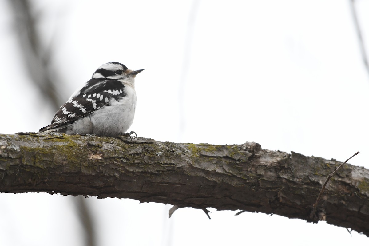 Downy Woodpecker - ML456910711