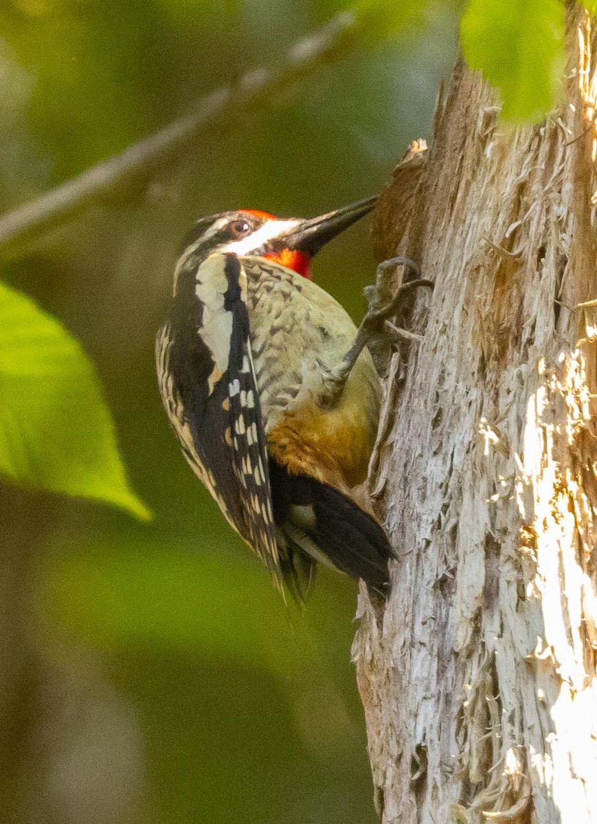 Yellow-bellied Sapsucker - ML456910821