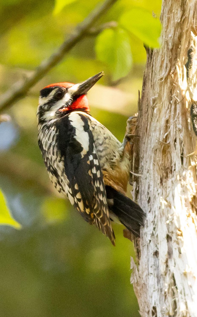 Yellow-bellied Sapsucker - ML456910841