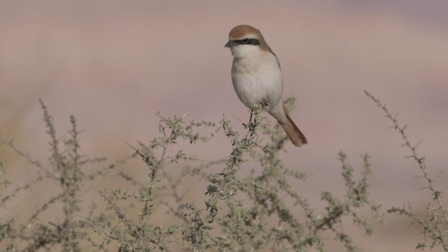 Red-tailed Shrike - ML456911201