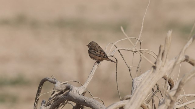 Cretzschmar's Bunting - ML456911571