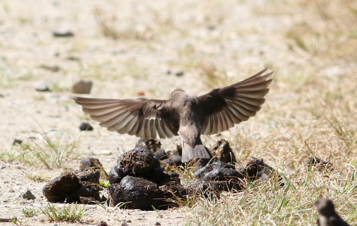 Northern Rough-winged Swallow - ML456912591