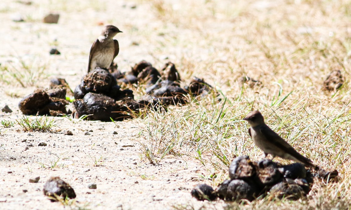 Northern Rough-winged Swallow - ML456912611